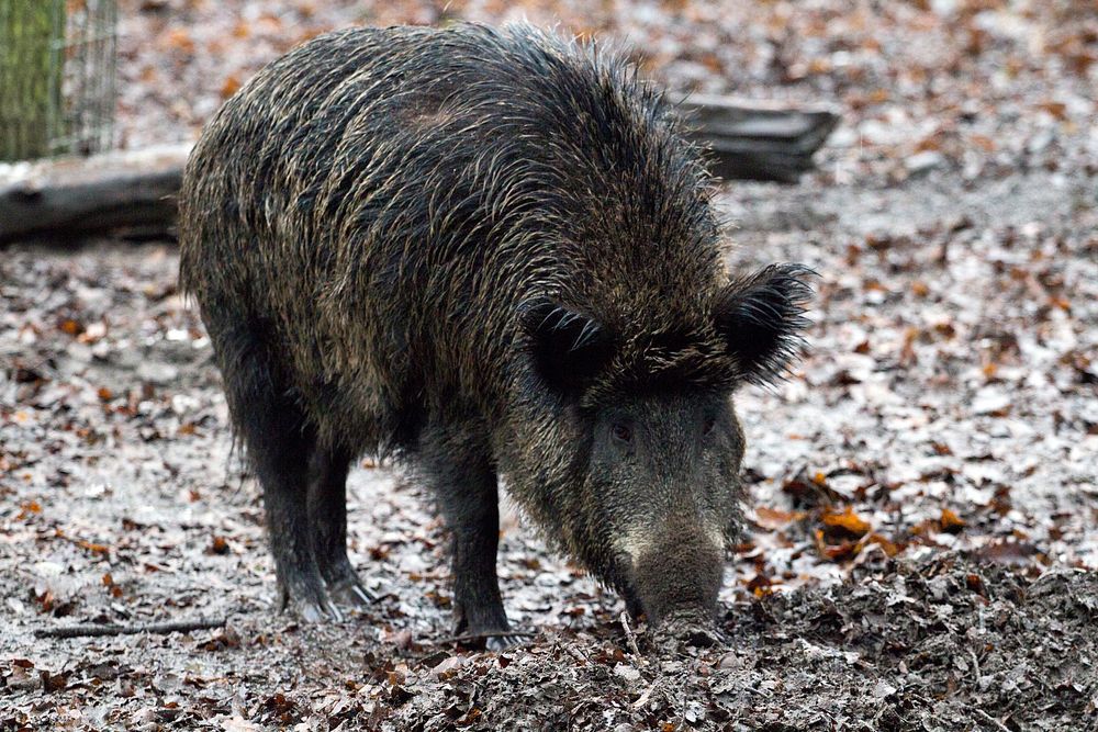 Wild boar. Free public domain CC0 photo.