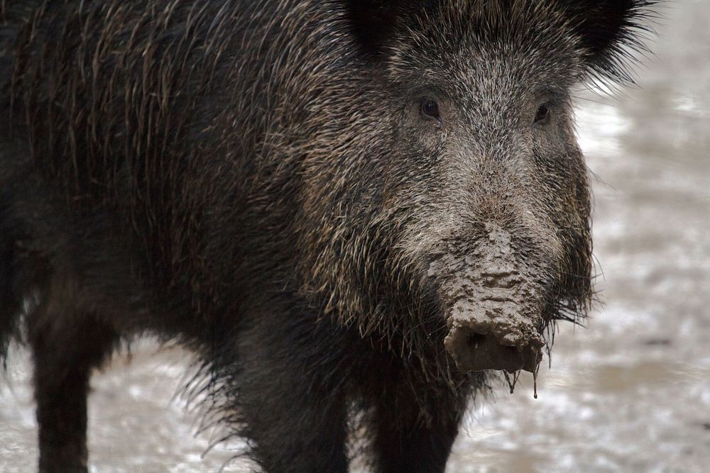 Wild boar. Free public domain CC0 photo.