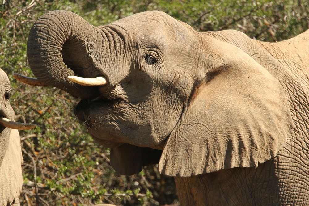 Elephant eating, wildlife image. Free public domain CC0 photo.