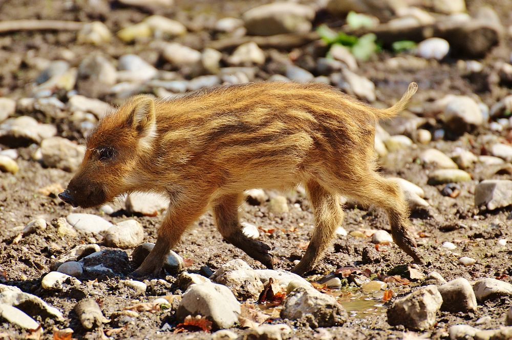 Cute baby wild boar. Free public domain CC0 photo.