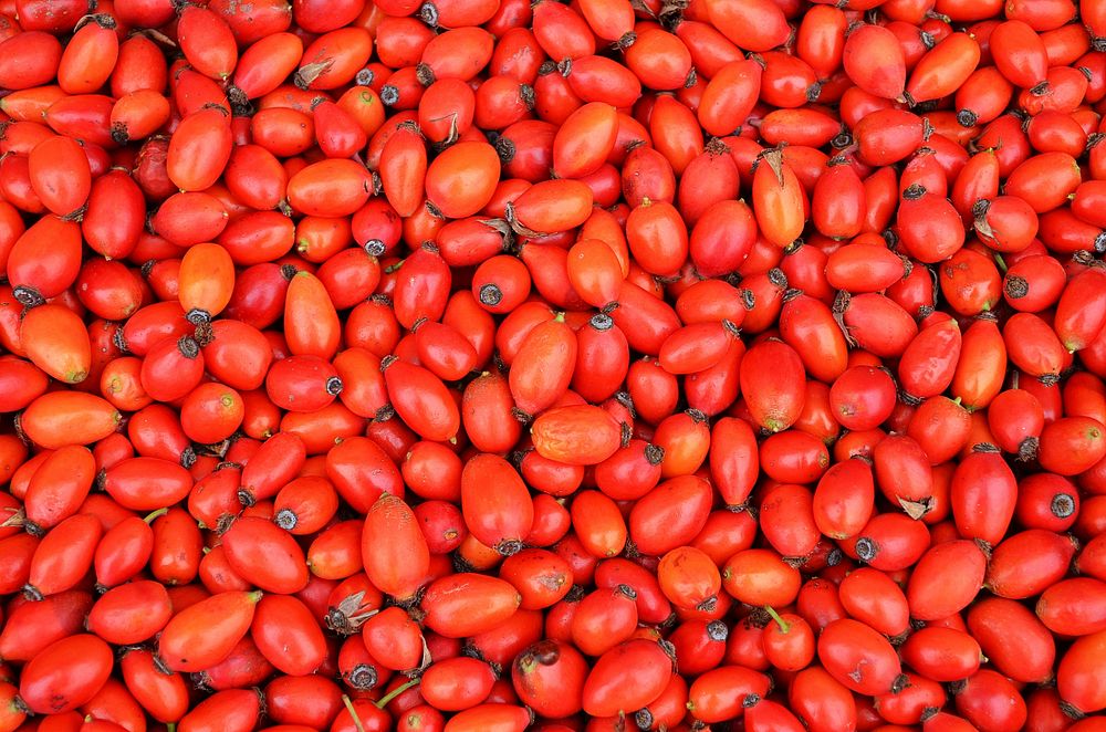 Closeup on pile of rose hips. Free public domain CC0 image.  