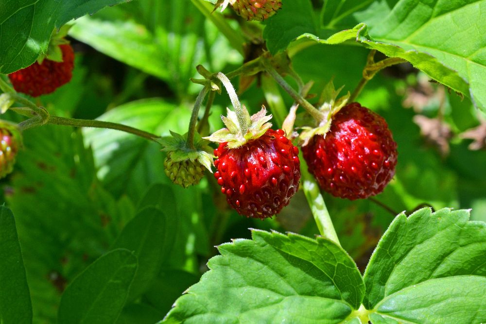 Fresh strawberries growing on plant. Free public domain CC0 image.