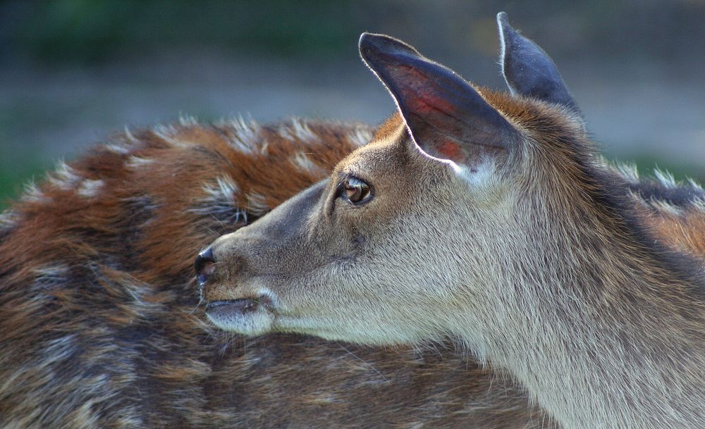 Sika deer, animal photography. Free public domain CC0 image.