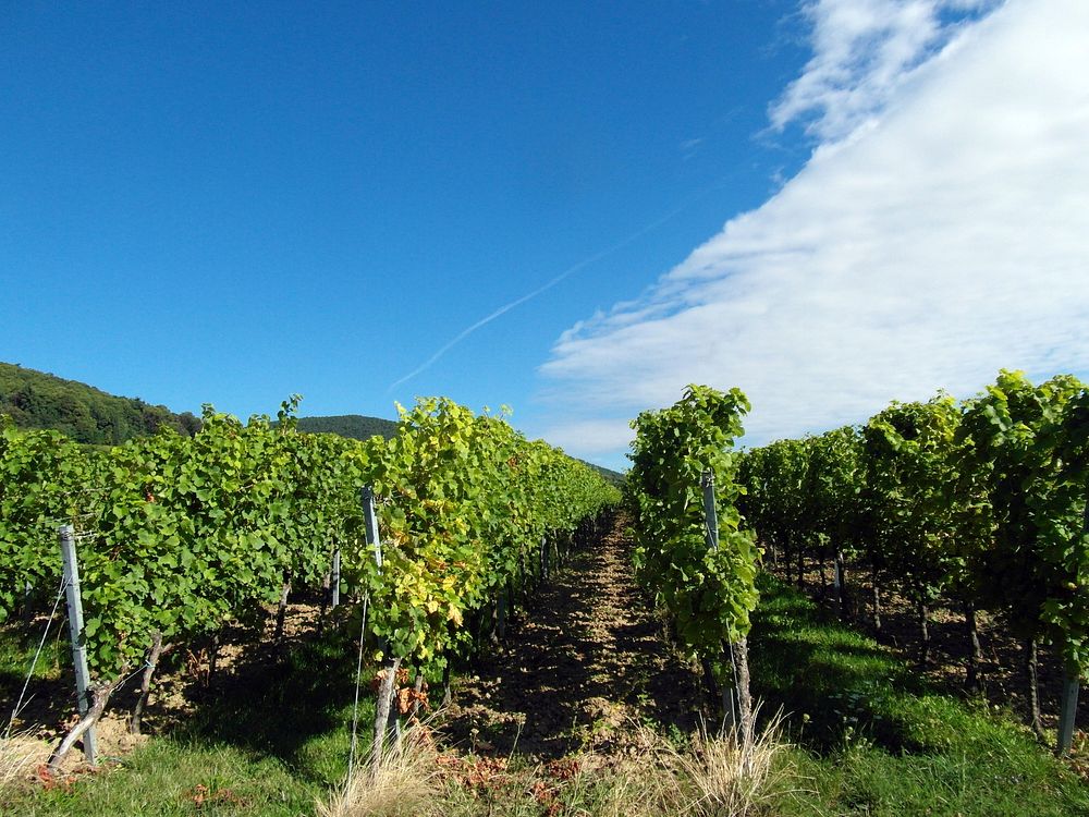 Beautiful winery vineyard. Free public domain CC0 photo.