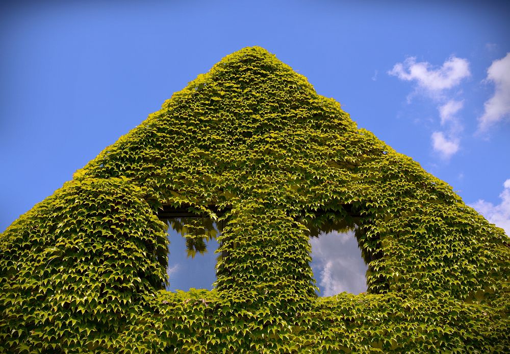 Ivy climbing all over a house frame. Free public domain CC0 photo