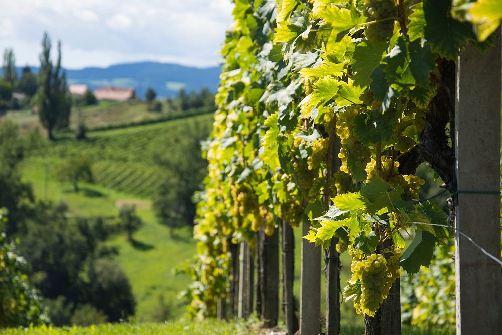 Beautiful winery vineyard closeup. Free public domain CC0 photo.