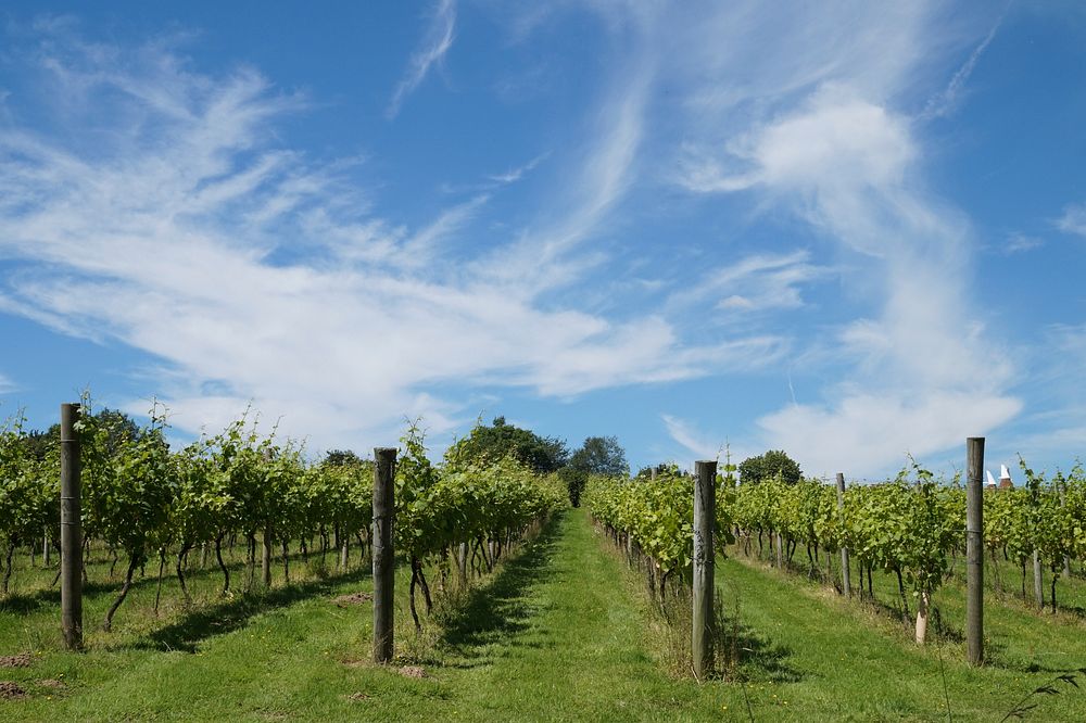 Agricultural vineyard. Free public domain CC0 photo.