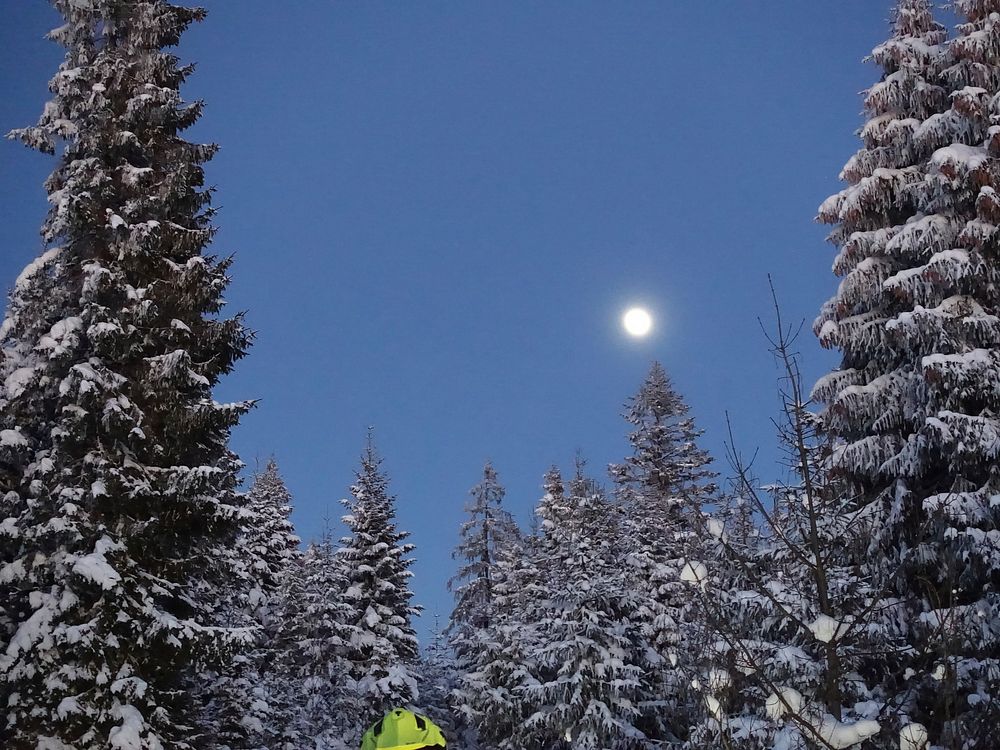 Snowy pine trees in forest. Free public domain CC0 photo.