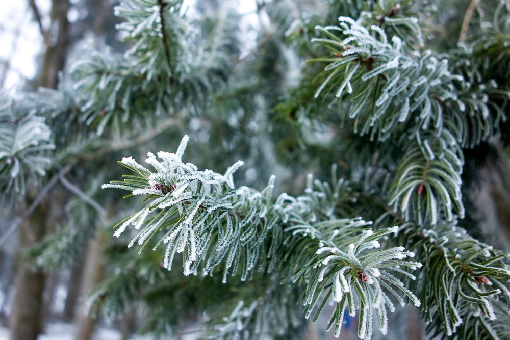 Closeup on frost covered pine branch. Free public domain CC0 image.