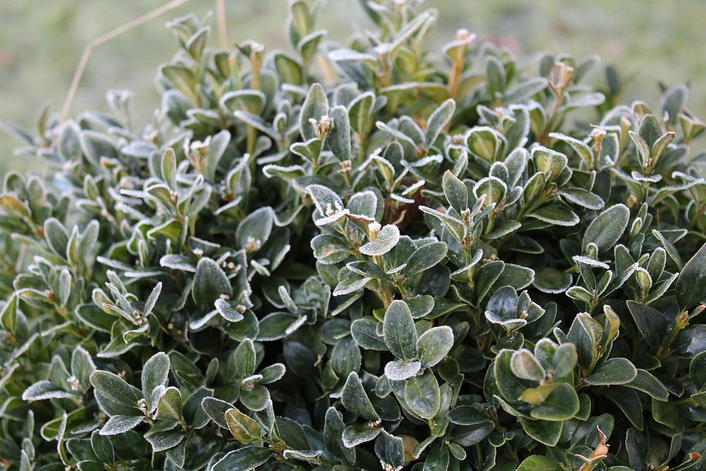 Green plant covered in frost. Free public domain CC0 image.