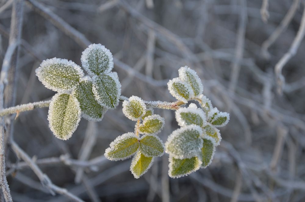 Closeup on frost covered leaves. Free public domain CC0 image. 