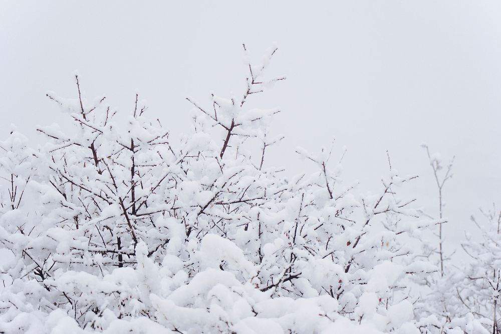 Tree branches covered in snow. Free public domain CC0 photo.
