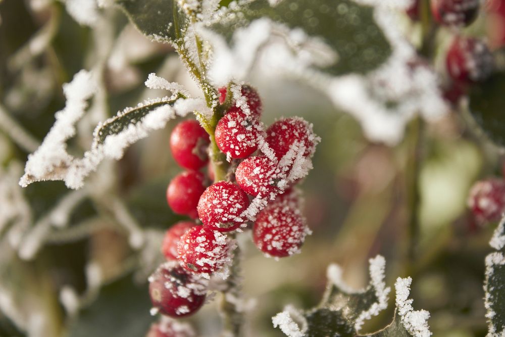 Closeup on winterberry tree covered in frost. Free public domain CC0 image. 