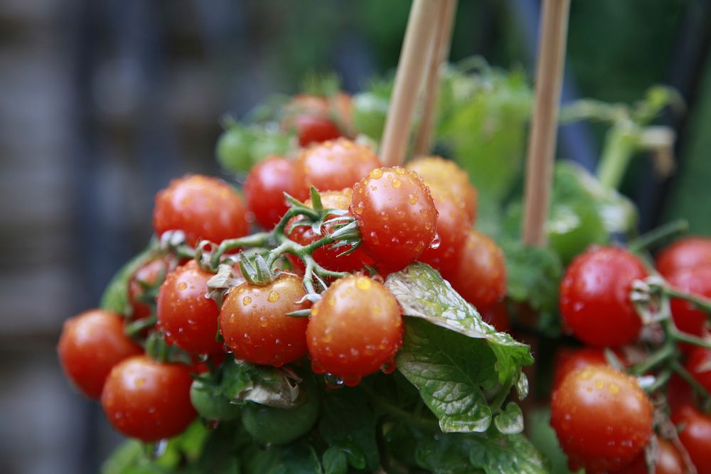 Tomatoes, vegetables. Free public domain CC0 image