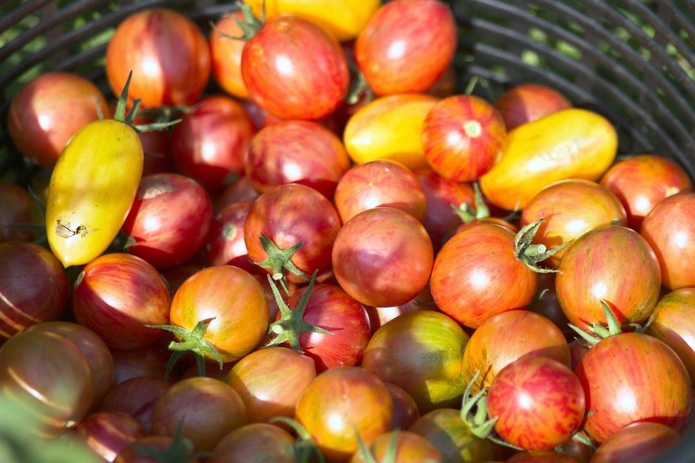 Cherry tomatoes in bowl. Free public domain CC0 photo.