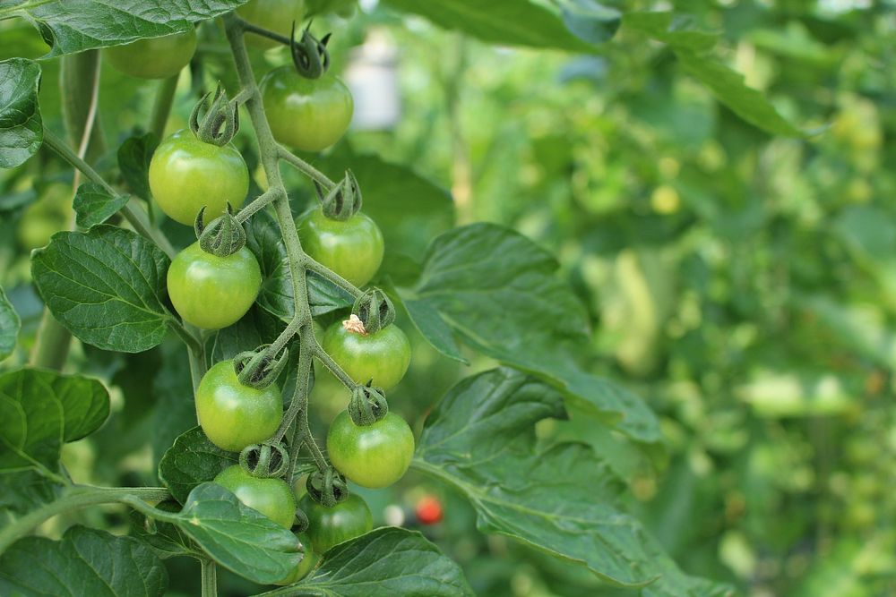 Plants & vegetables. Free public domain CC0 photo