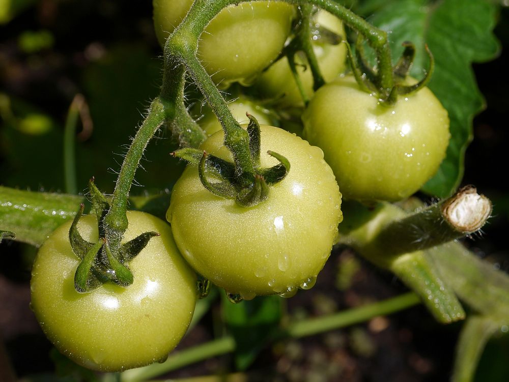 Closeup on green tomatoes growing on plant. Free public domain CC0 image.
