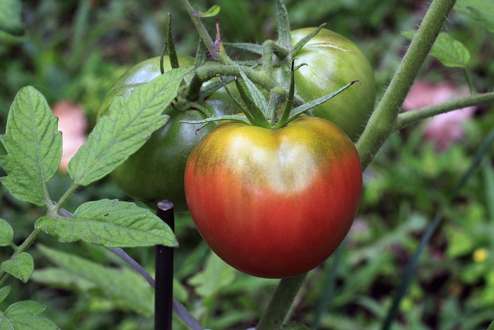 Closeup on tomatoes growing on plant. Free public domain CC0 image. 