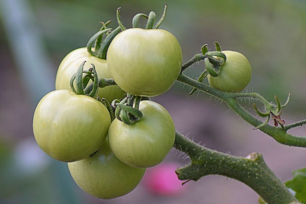 Tomato plant & vegetable. Free public domain CC0 photo