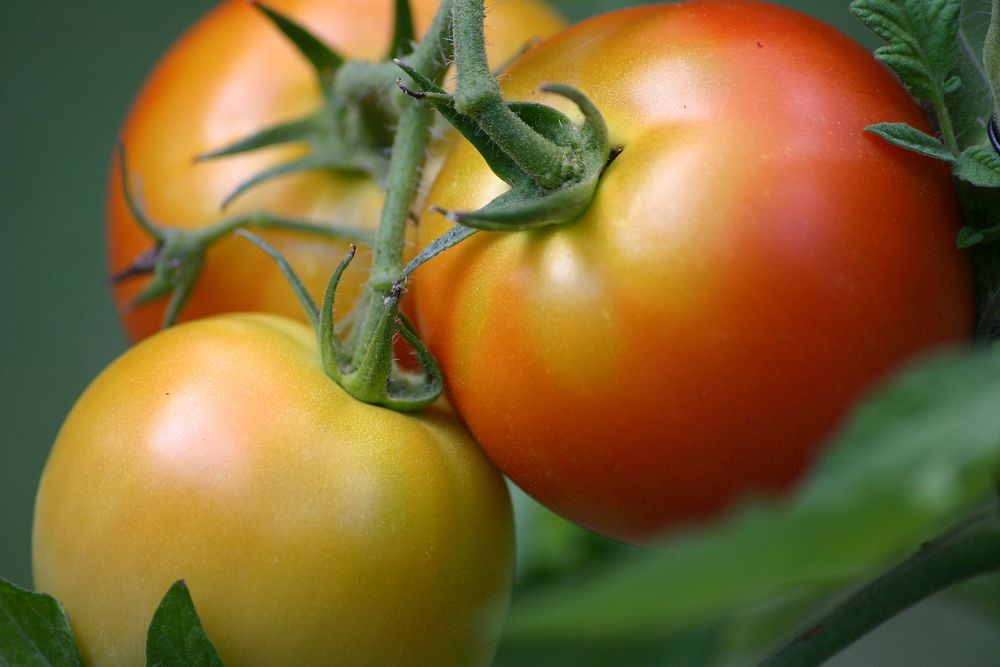 Closeup on tomatoes growing on plant. Free public domain CC0 photo.