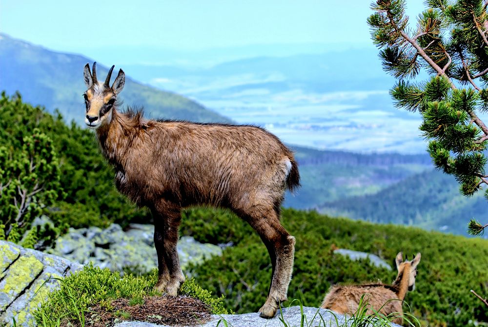 Mountain goat. Free public domain CC0 image.