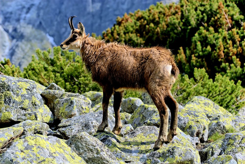 Mountain goat. Free public domain CC0 image.