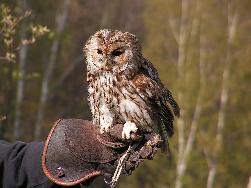 Tawny owl standing on hand. Free public domain CC0 image.