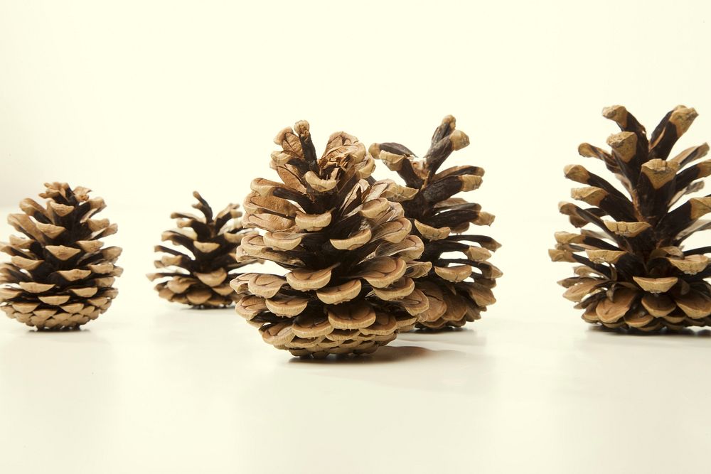 Closeup on conifer cones on table. Free public domain CC0 photo.