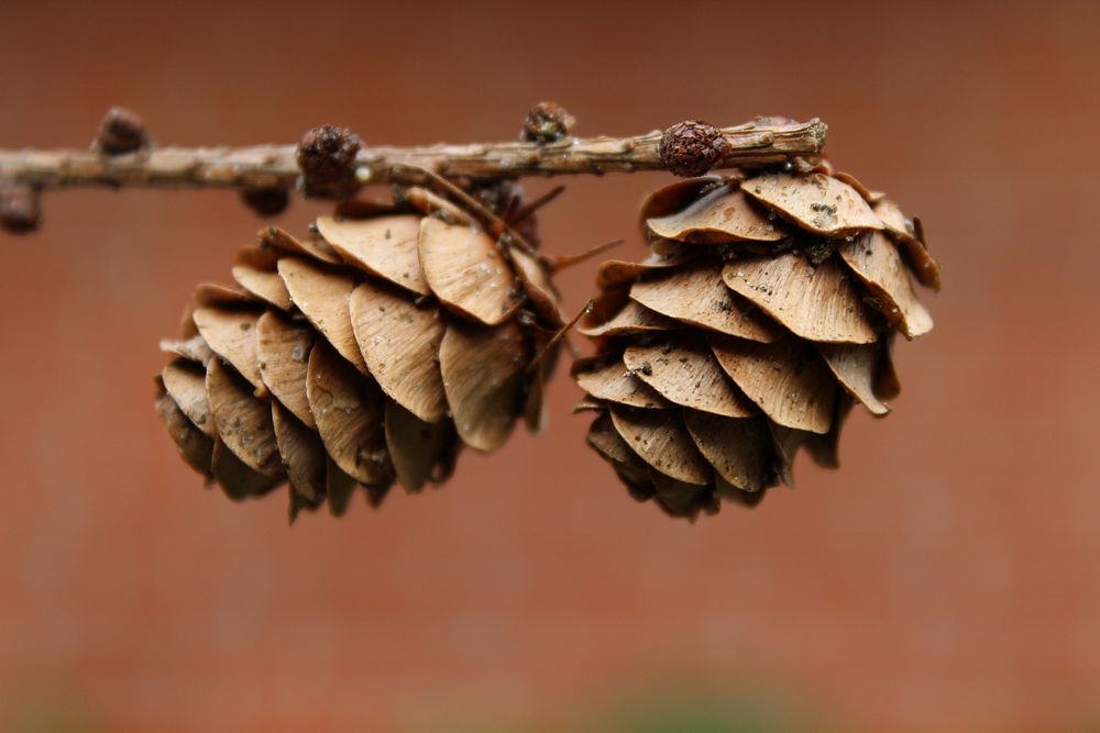 Pine cone. Free public domain CC0 image.