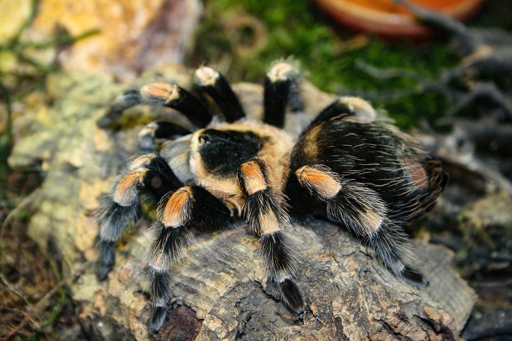 Tarantula spider, animal photography. Free public domain CC0 image.