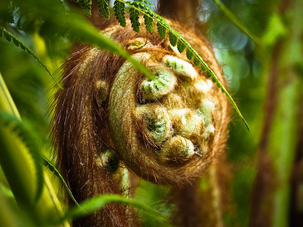 Tasmanian tree fern, botanical nature. Free public domain CC0 image