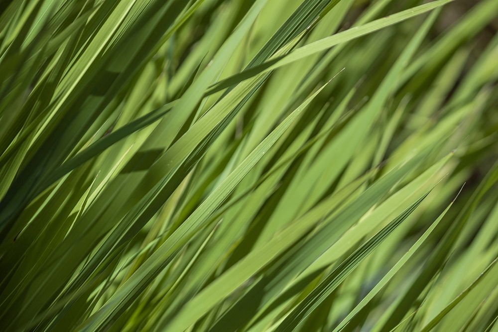 Close up green grass. Free public domain CC0 photo.