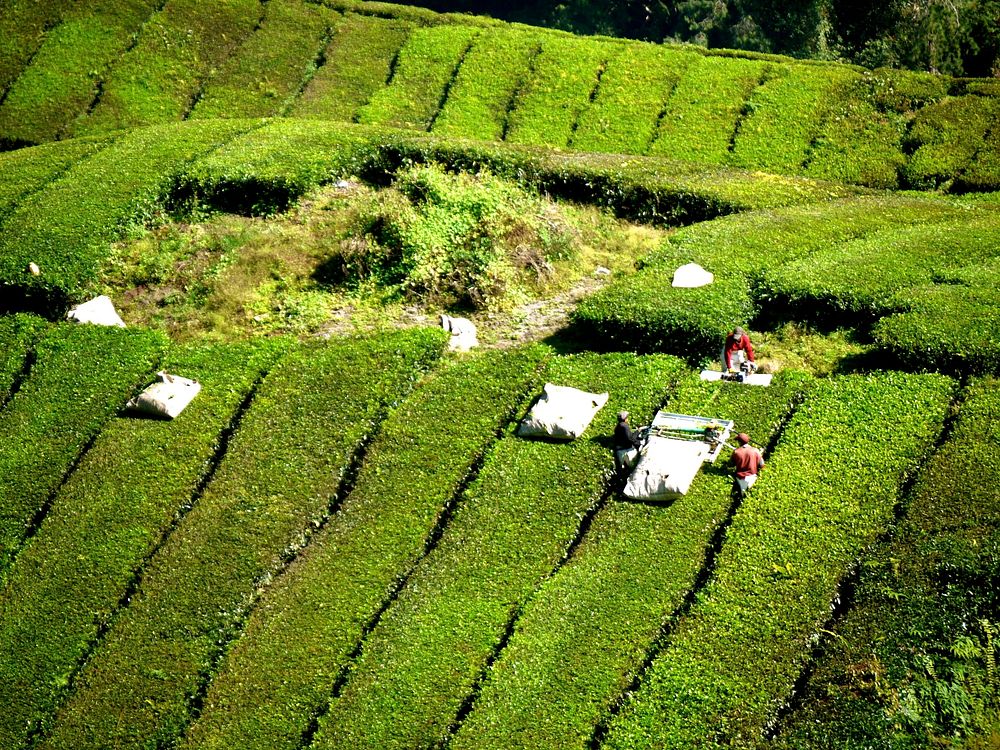 Farmers harvesting tea from plantation. Free public domain CC0 image.