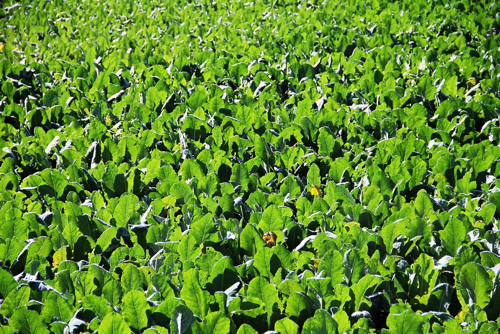 Vegetable closeup. Free public domain CC0 image.