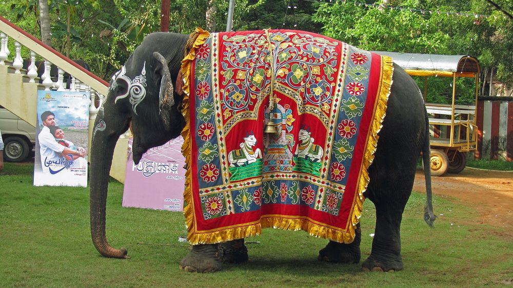 Indian elephant at wedding. Free public domain CC0 photo.