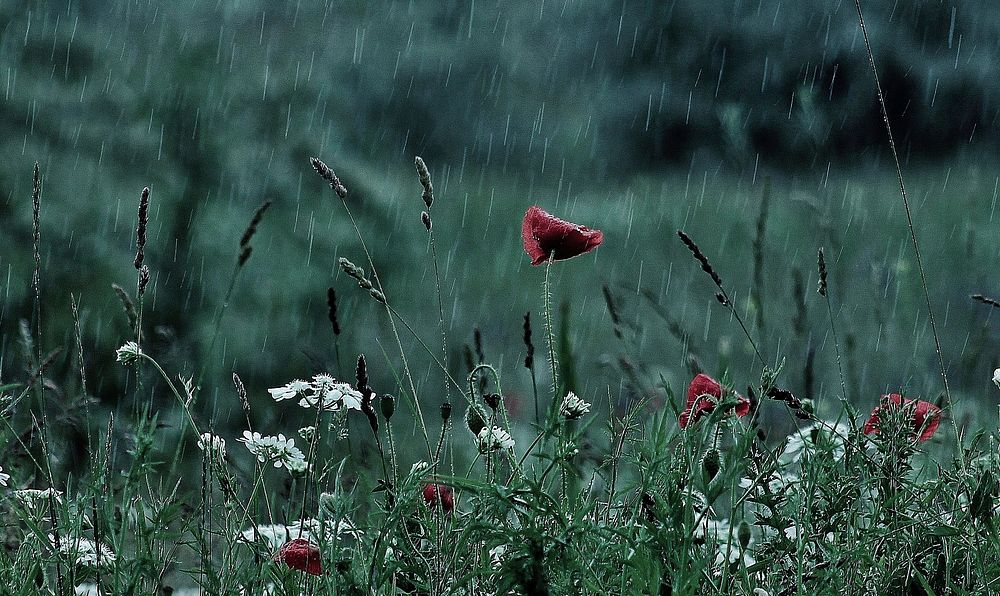 Poppy in a rain. Free public domain CC0 image.