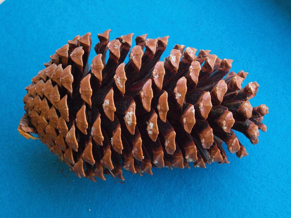 Pine cone on blue background. Free public domain CC0 image.