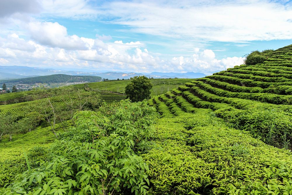 Countryside terrace farm in Vietnam. Free public domain CC0 image.
