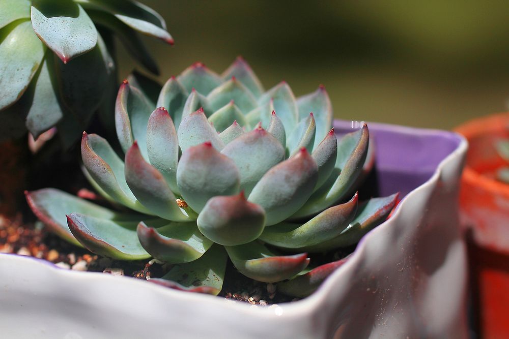 Succulent background. Free public domain CC0 image.