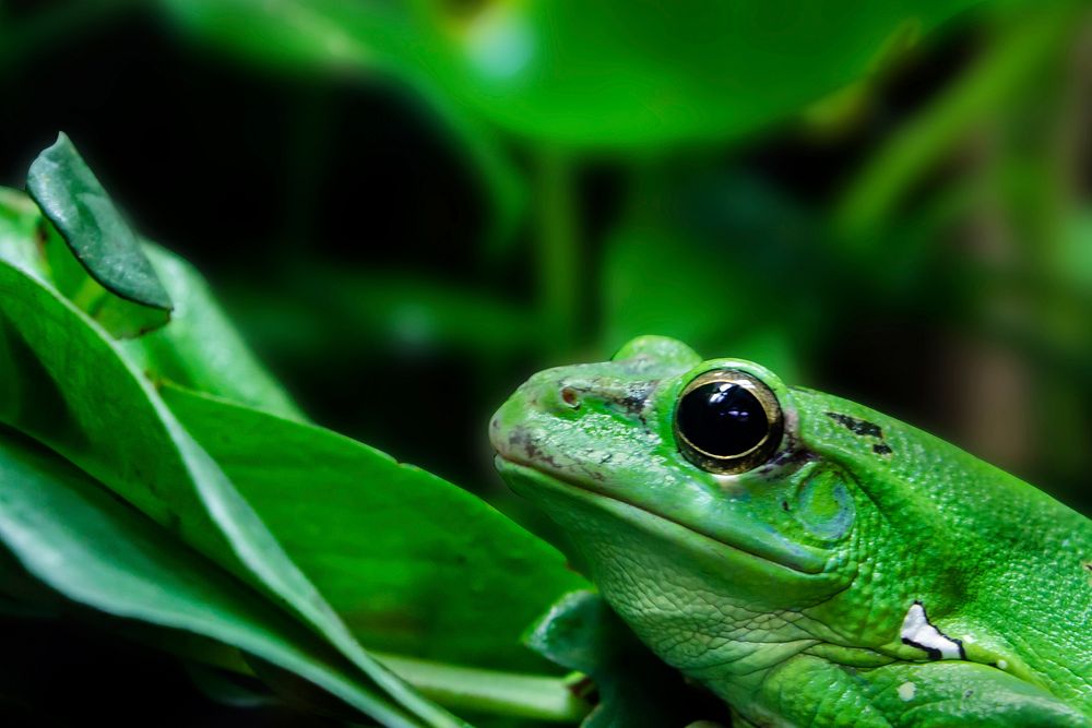 Frog wildlife animal. Free public domain CC0 photo