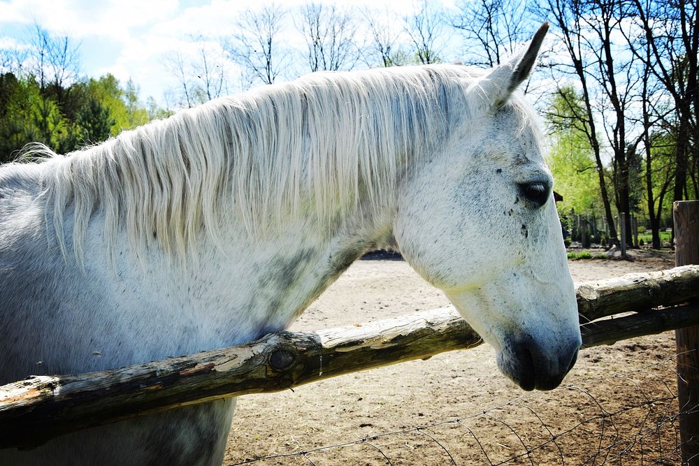 White horse, animal photography. Free public domain CC0 image.