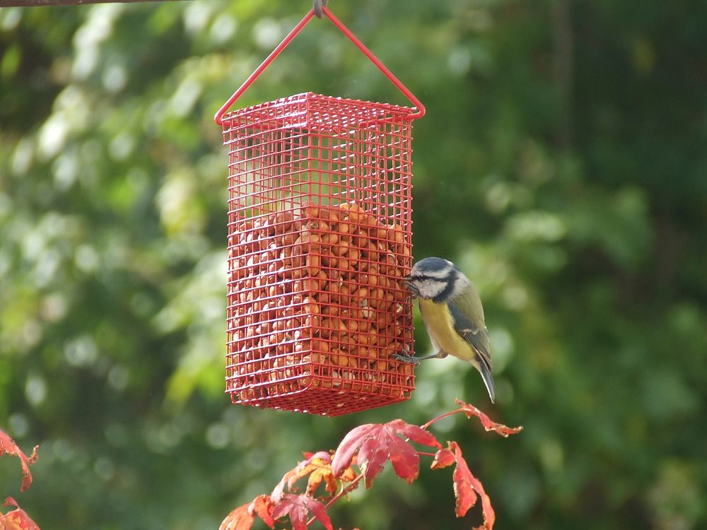 Bird feeder, nature photography. Free public domain CC0 image.