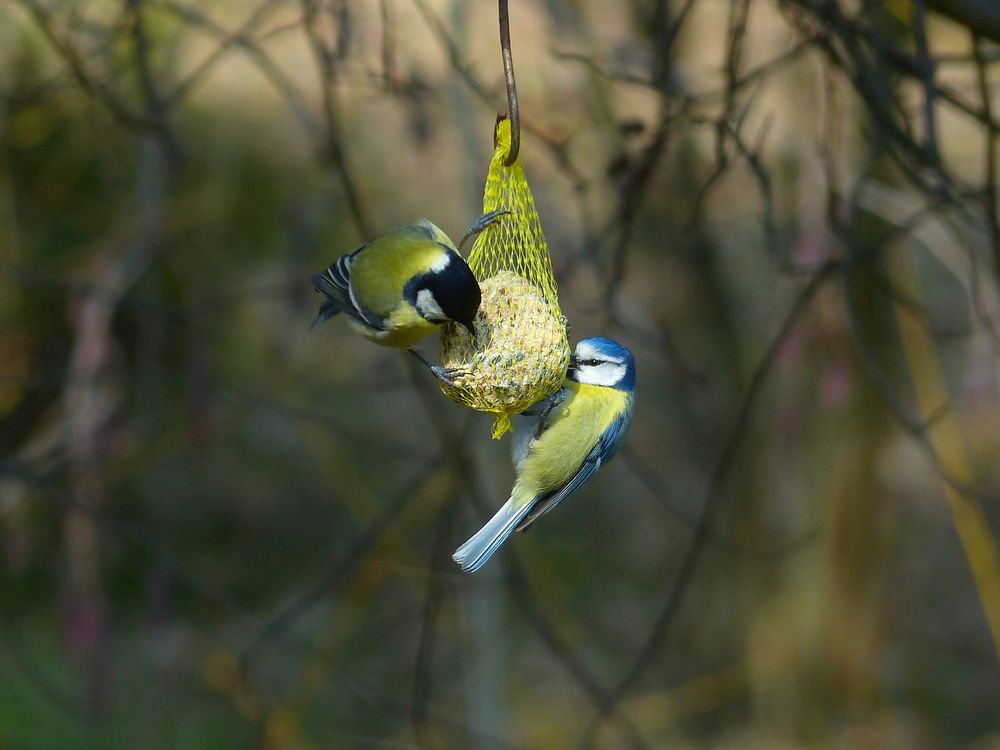 Great Tit bird, animal photography. Free public domain CC0 image.