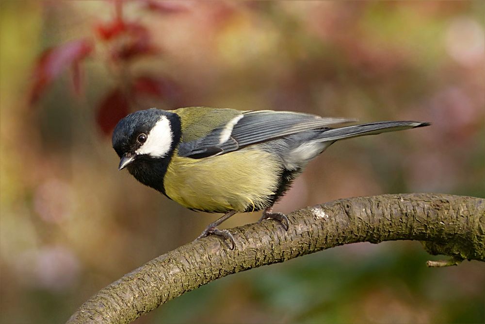 Great Tit bird, animal photography. Free public domain CC0 image.