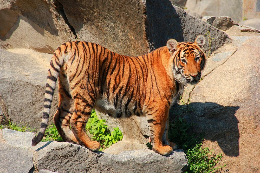 Tiger in a zoo image. Free public domain CC0 photo.