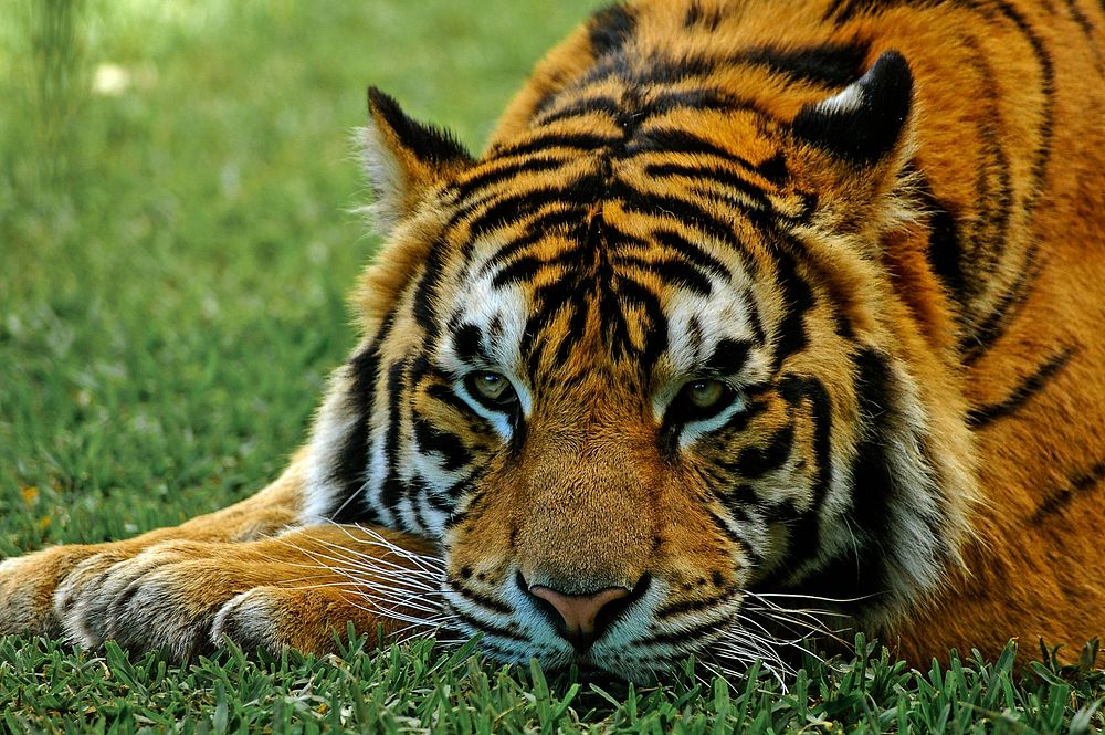 Cute tiger sitting image. Free public domain CC0 photo.