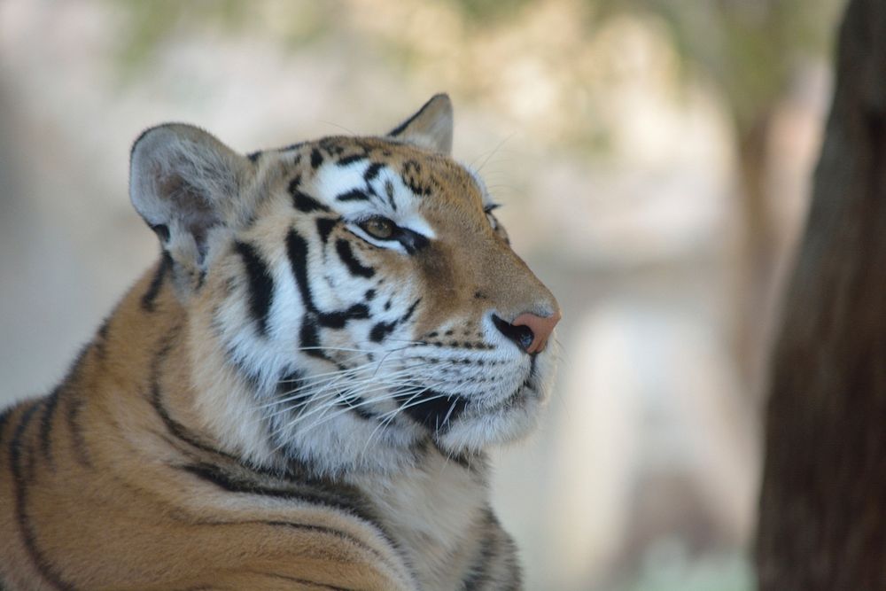 Tiger's face closeup image. Free public domain CC0 photo.
