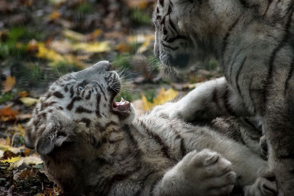 Playful white Bengal tigers image. Free public domain CC0 photo.