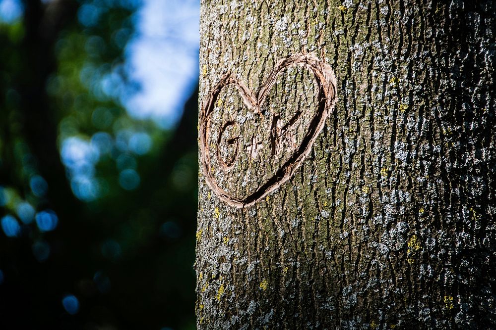 Carved heart on a tree. Free public domain CC0 photo.