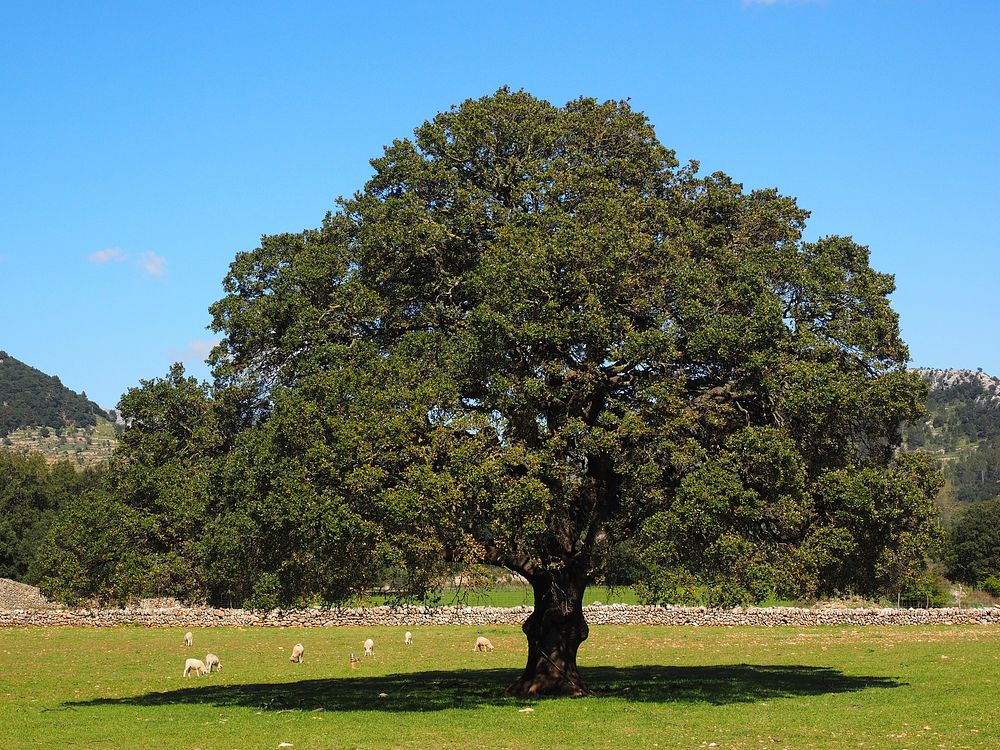 Lone tree. Free public domain CC0 image.